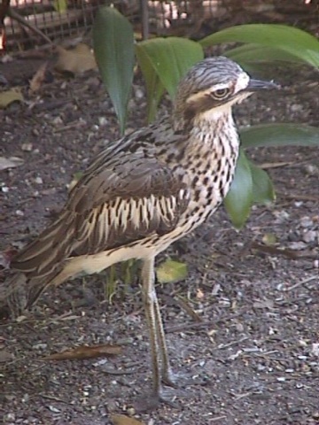 Bush Stone Curlew